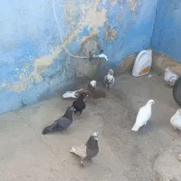 8 عدد تهرانی 1 عدد دورگ