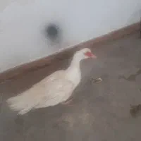 اردک اسرائیلی