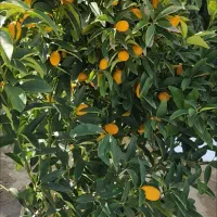 نهال|گل و گیاه طبیعی|میاندوآب, |دیوار