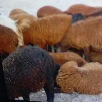 بره نروماده