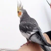 عروس هلندی نر