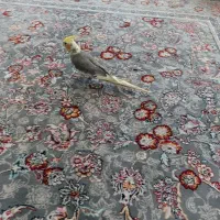 عروس هلندی نر بالغ