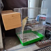 پرنده فروشی