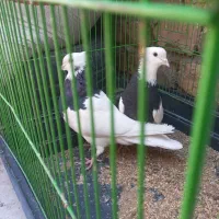 پرنده|پرنده|رفسنجان, |دیوار