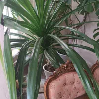 گل پاندانوس و برگ انجیری