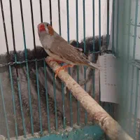 فنچ نر درشت