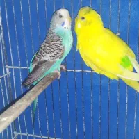 مرغ عشق نر . جفت . فنچ کوتوله پرنده قناری .قفس