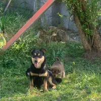 نژاد روتوایلر دورگه پاکوتاه