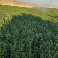 ۶ تن یونجه درجه یک کلاچو شلیف گرفته