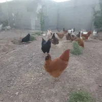 مرغ تخم گذار محلی