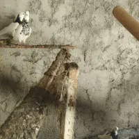 کبوترطوق هفت رنگ ماده مست
