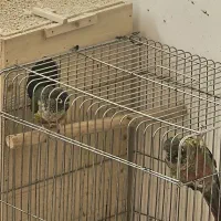 گرینچیک و عروس هلندی