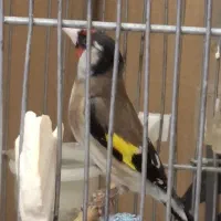 طوطی سهره سیاهسر