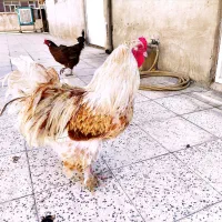 خروس برهما