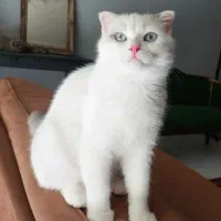 گربه اسکاتیش