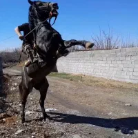 باشگاه اسب سواری