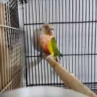 گرینچیک نر آناناسی رداکستریم