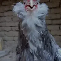 خروس قدیمی