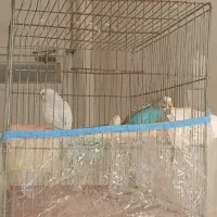 فروش یک جفت مرغ عشق نر وماده