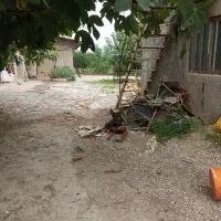 واگذاری سگ