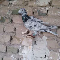 عروس هلندی نر سالم سرحال کشیده