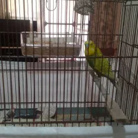 مرغ عشق