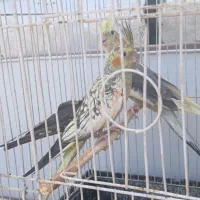 عروس هلندی مولد دستگاه جوجه کشی به شرط