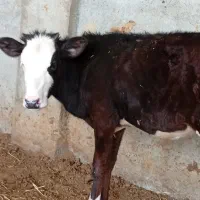 گوساله گیلک لاغره 13راس