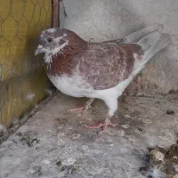کفتر پرشی