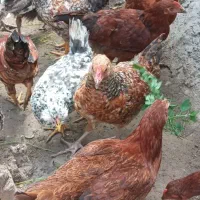 جوجه بوقلمون  ۴ ما هی