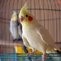 عروس هلندی مولد