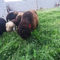 بره میش بز نرمیش گاو گوساله