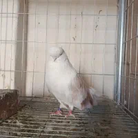 کبوتر نوک قنار