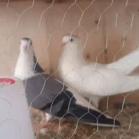 یک جفت کبوتر با قفس نو