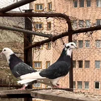 فروش پرنده پرشی