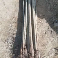 انواع نهال صنوبر و کبوده تبریزی نیگرا ترکیه...