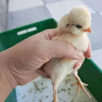 جوجه تزیینی تاج دار و پاپر