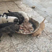 توله|سگ|دشتابی, |دیوار