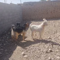 کهره نر ارسنجان