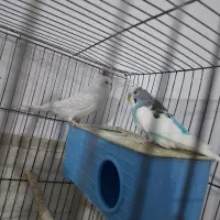 جفت مرغ عشق مولد به شرط