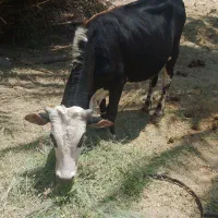فروش گاور