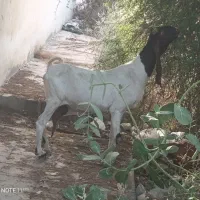 بز ماده وحامله