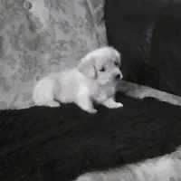 سگی خرسی