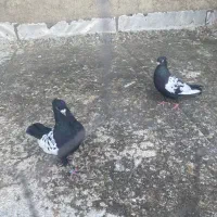 جفت سینه سیاه