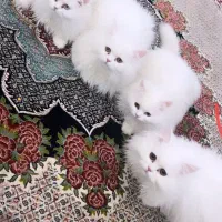 گربه