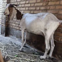 بز در اروند