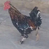 خروس فروشی
