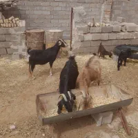 گوسفند