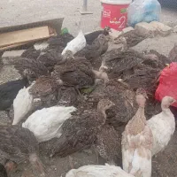 بوقلمون
