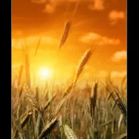 گندم درجه ۱ پیش فروش